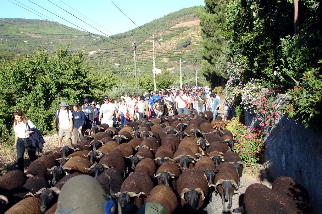 Chocalhos - Festival dos Caminhos da Transumância