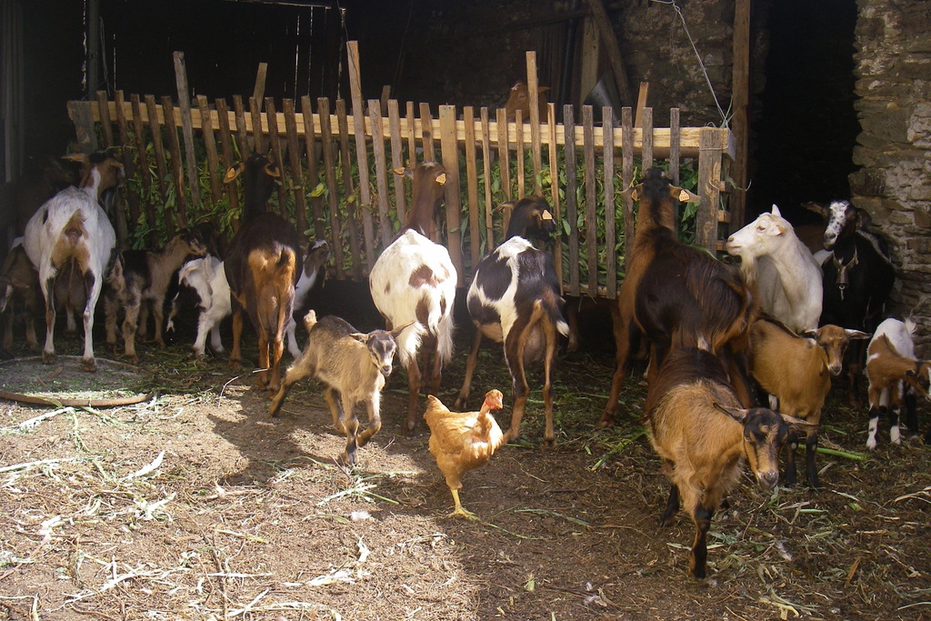 PR 1 GOI - Caminho Aldeias de Góis Rota das Tradições do Xisto