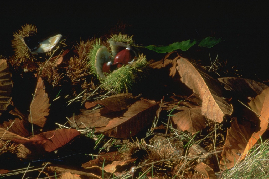 Community Magusto in Barroca