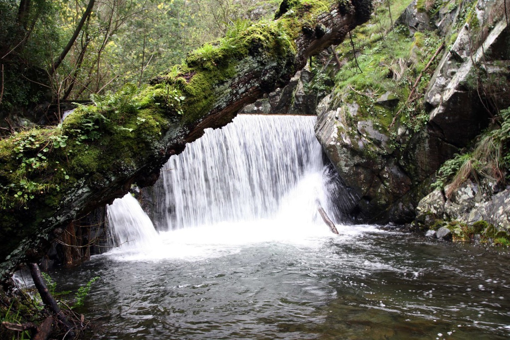 Verão na Ribeira com os Macroinvertebrados Aquáticos