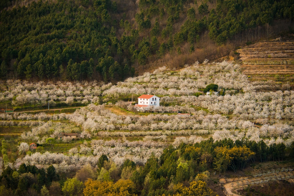 Cerejeiras em Flor