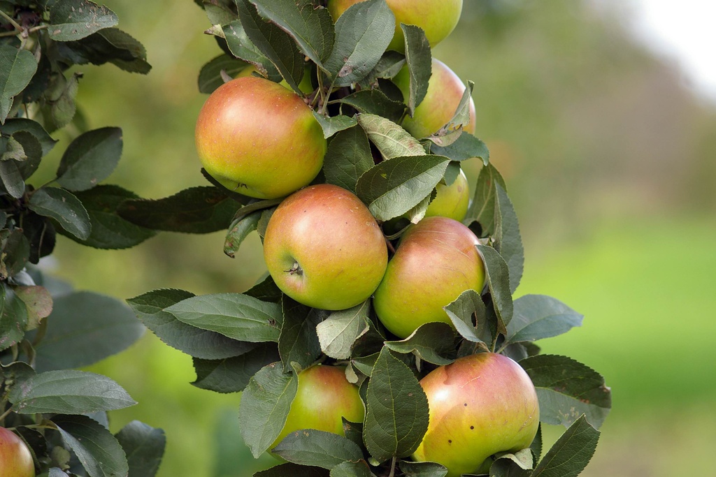 Poda de Fruteiras 