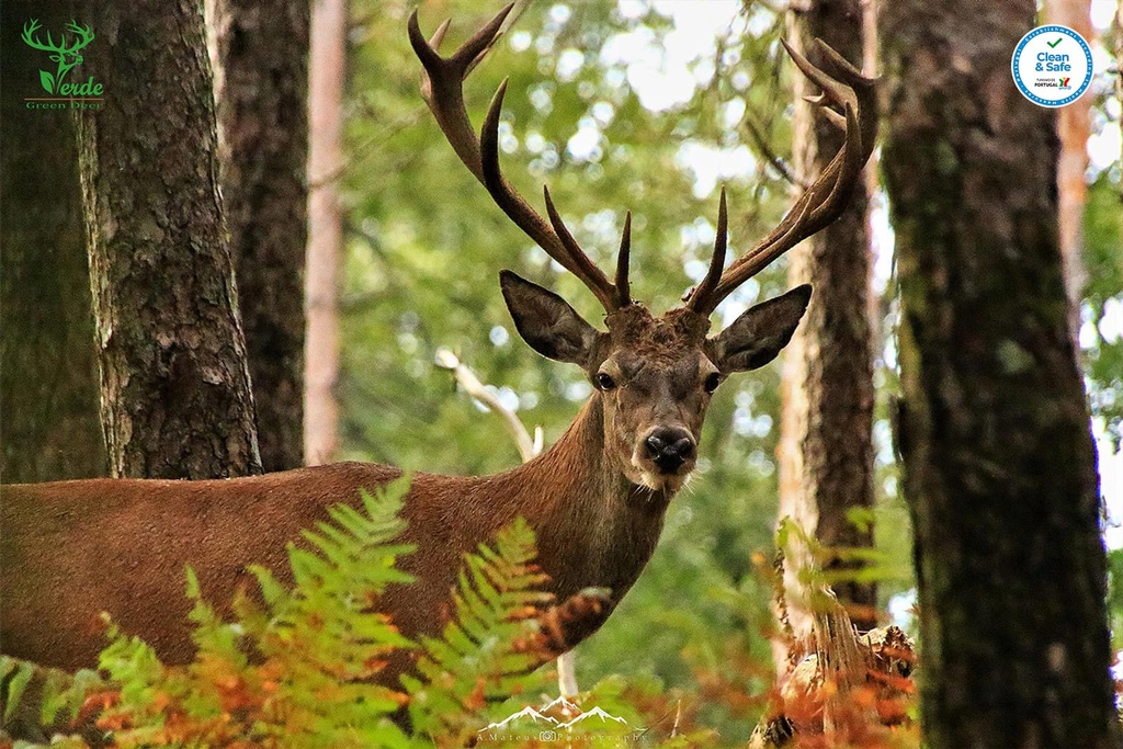 Veado Verde