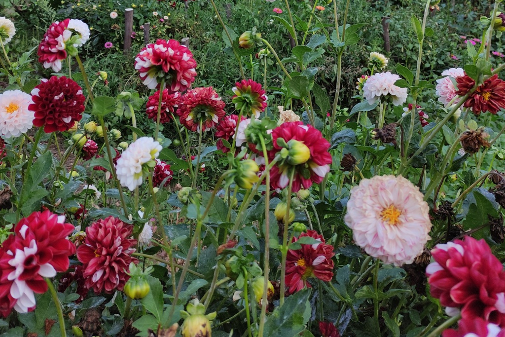 Produtos da Terra: Flores e Sementeiras