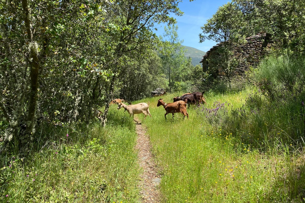 The Wild Start - Manteigas > Vale de Amoreira - GRZ on Foot: Stage 2