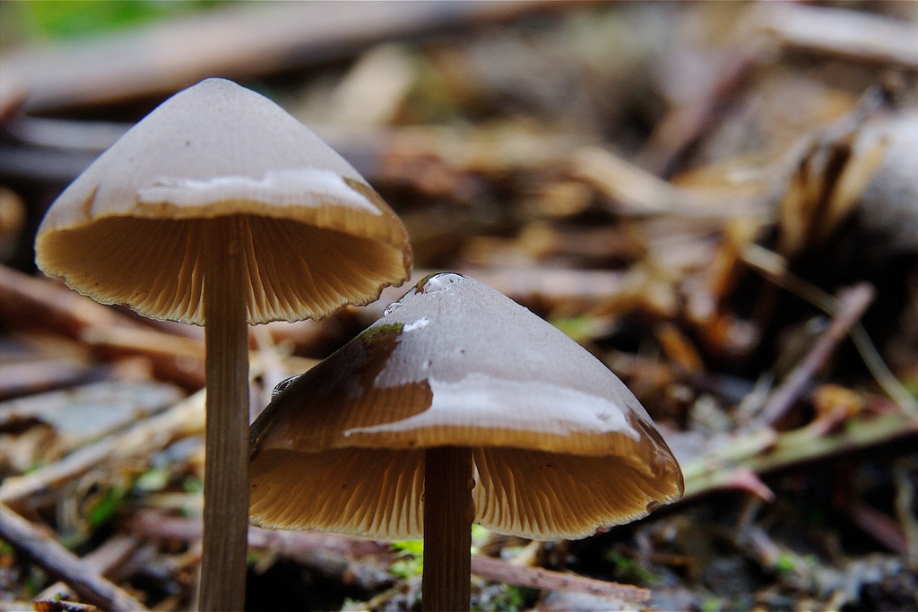 Caminhada Micológica Lousã