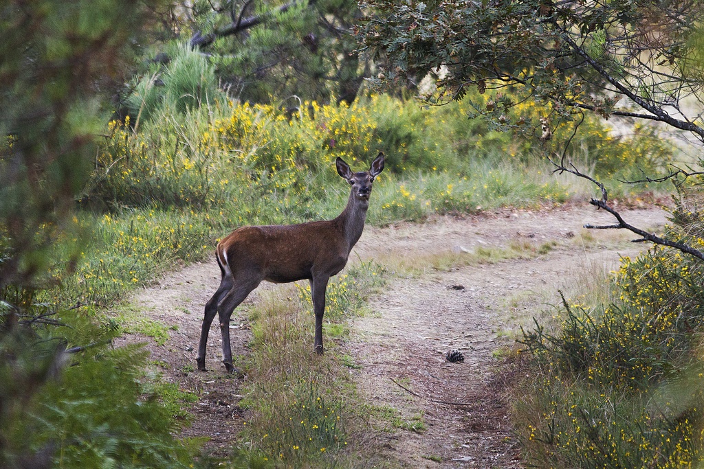 Caça Fotográfica aos Veados na Serra da Lousã