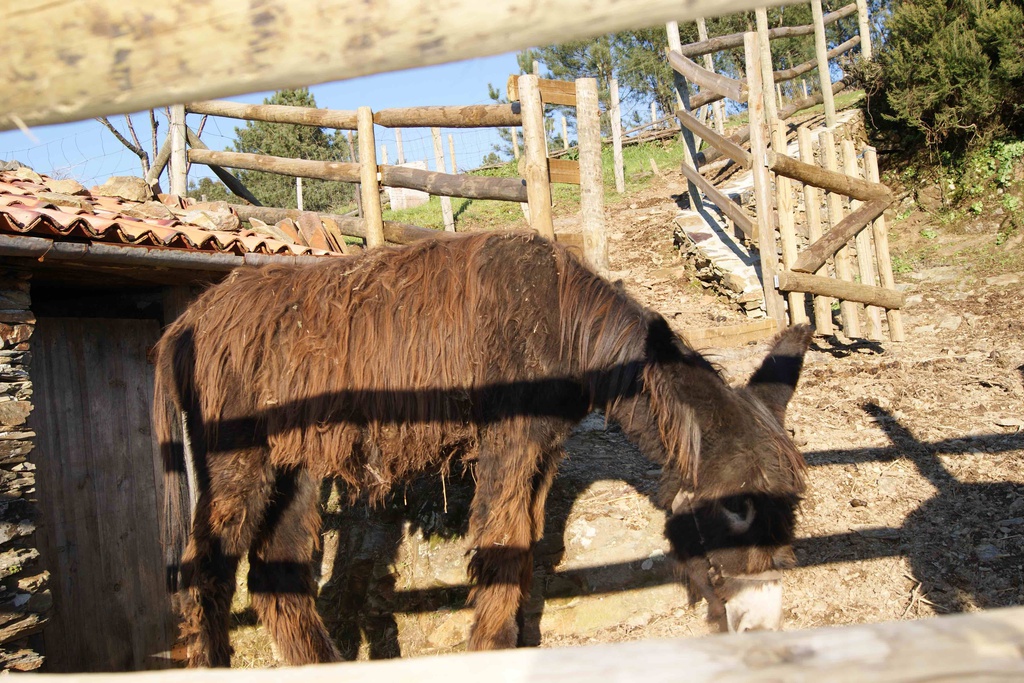 Comemoração do Dia Internacional do Burro 