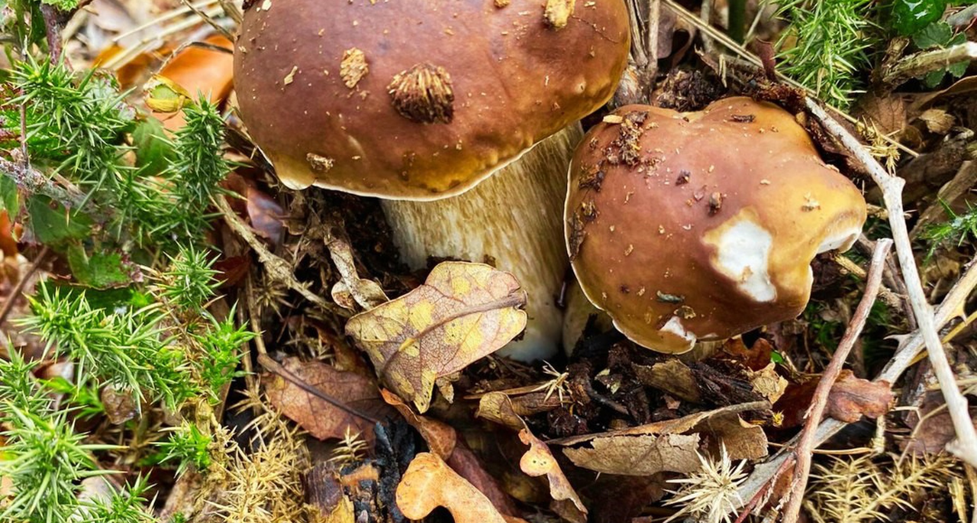 Xisfungos