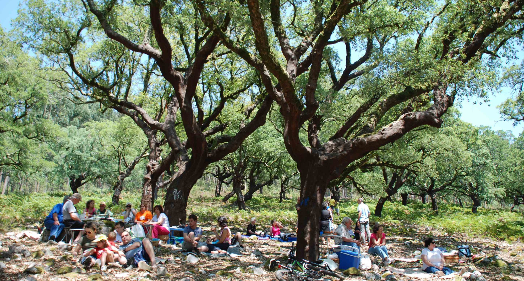 3rd Annual Meeting of Cork Oak Sponsors