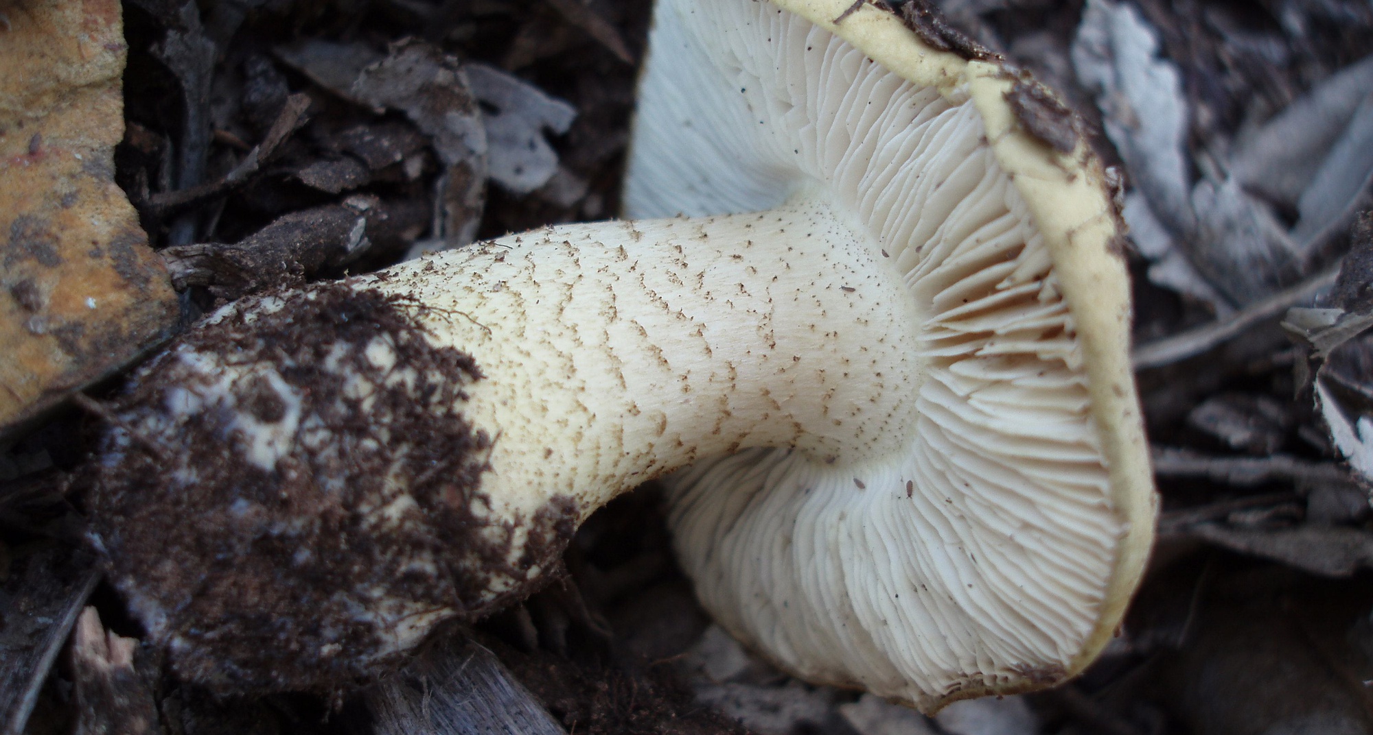 Workshop "Produção Caseira de Cogumelos"