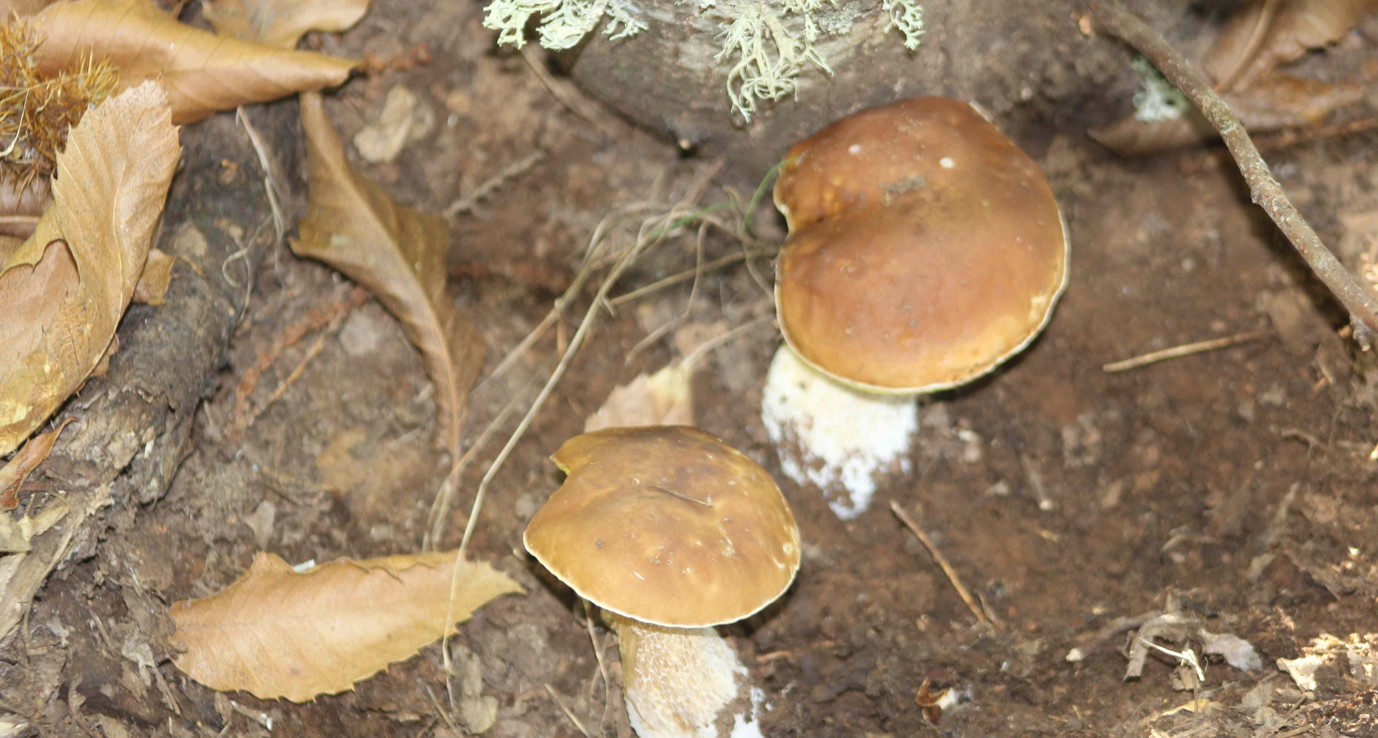 Percurso micológico em Castanheira de Pera