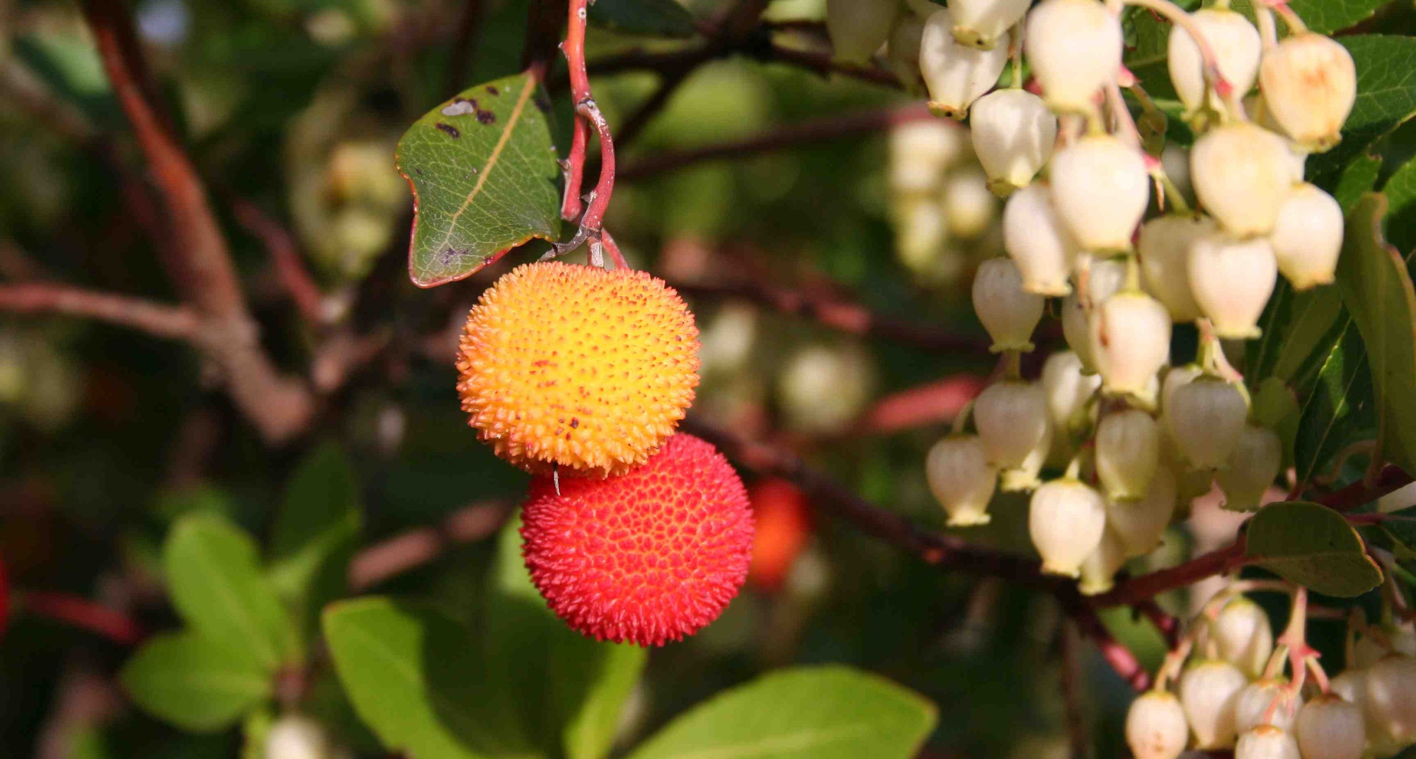 Workshop Medronheiro - Um mundo de oportunidades