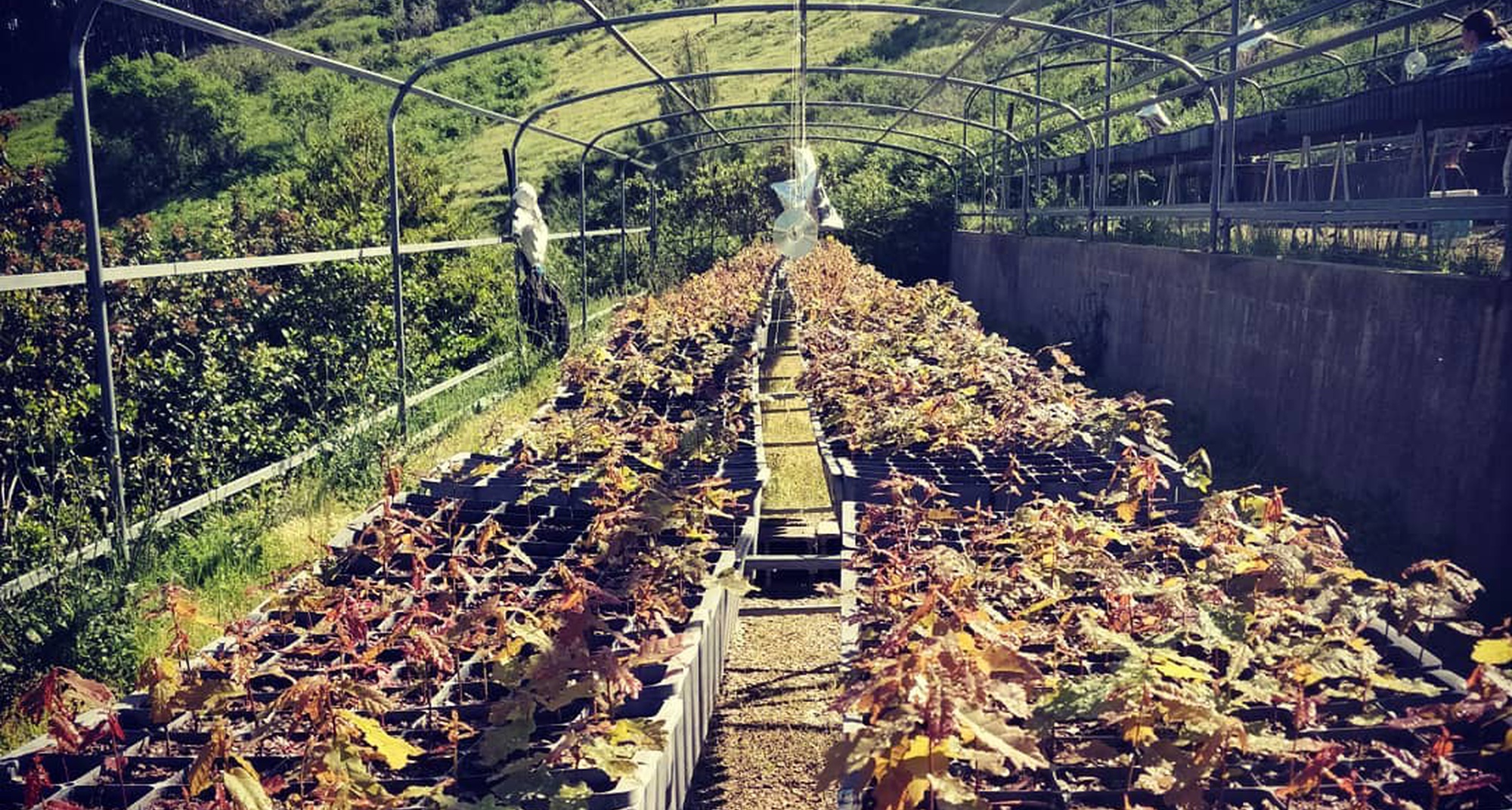 Plantação de árvores apadrinhadas na Aldeia do Xisto da Comareira