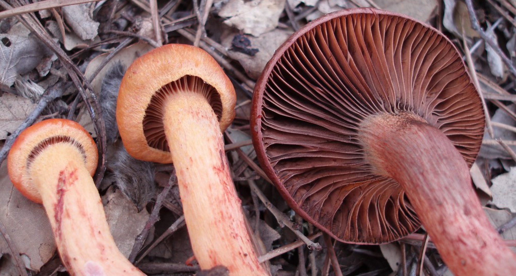 Míscaros - Mushroom Festival