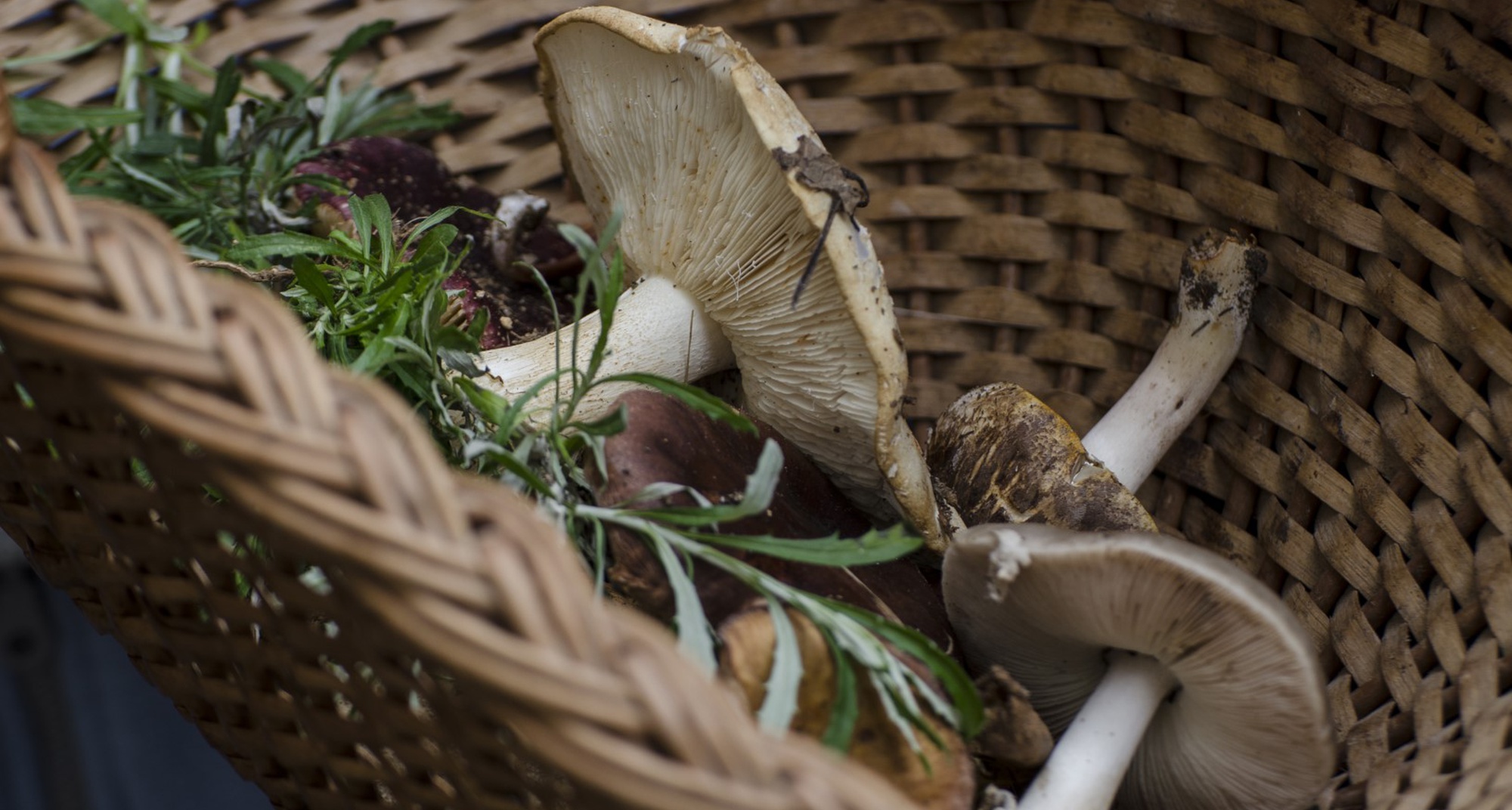 Míscaros - Festival do Cogumelo 2022