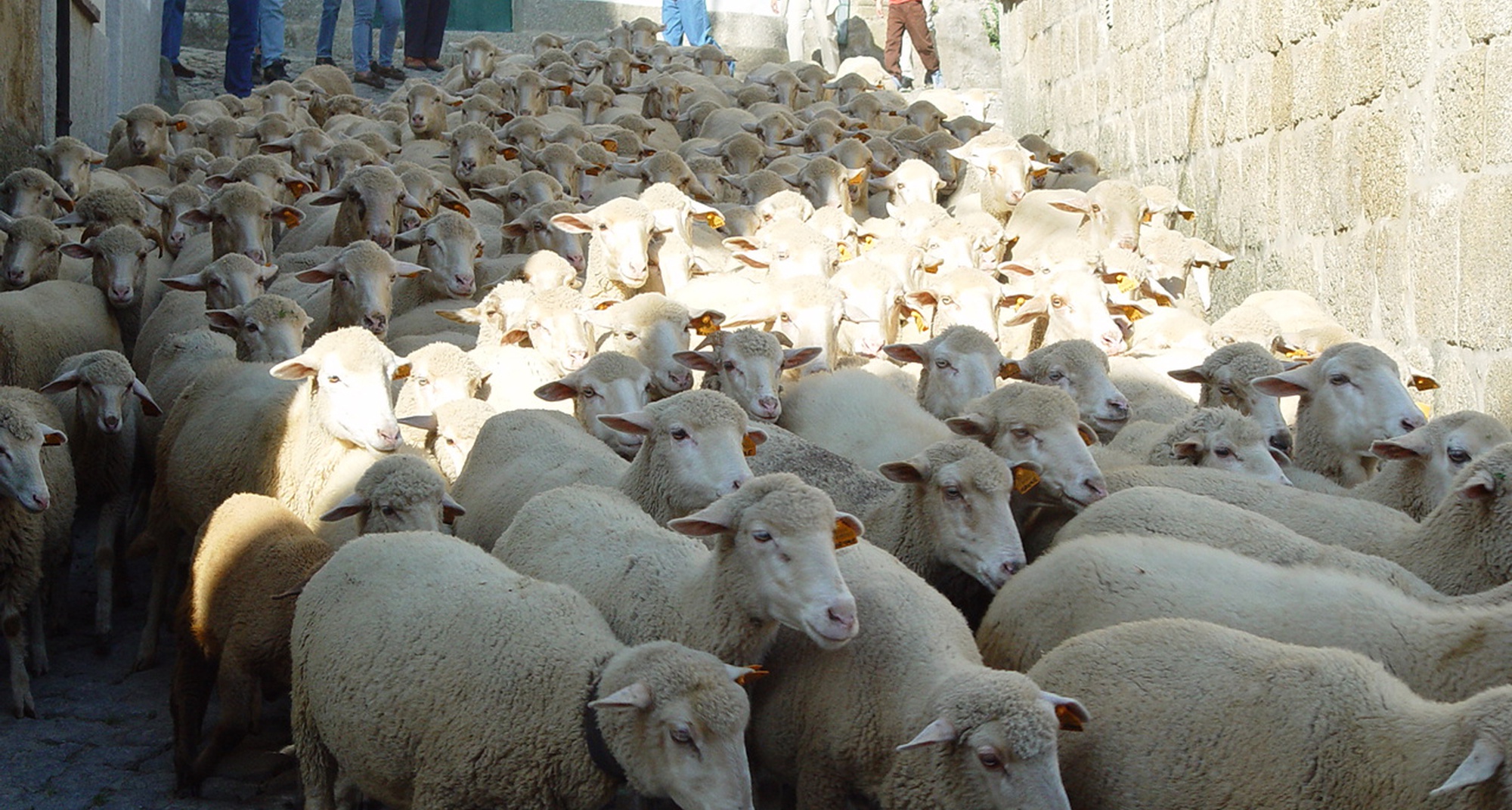 Chocalhos (Cowbells) – the Transhumance Paths Festival