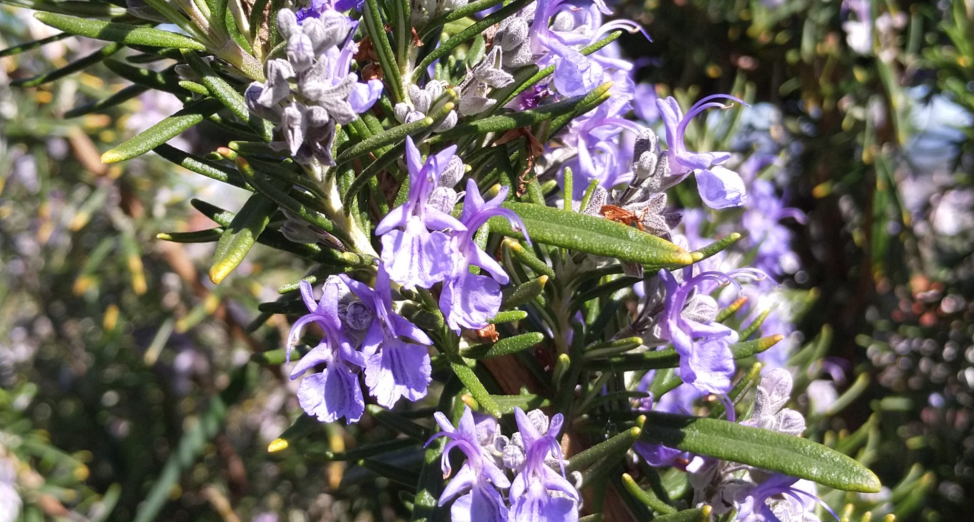 Oficina de Introdução à Cosmética Natural e Saboaria Artesanal