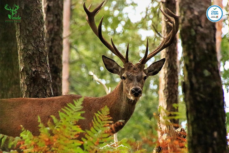Veado Verde
