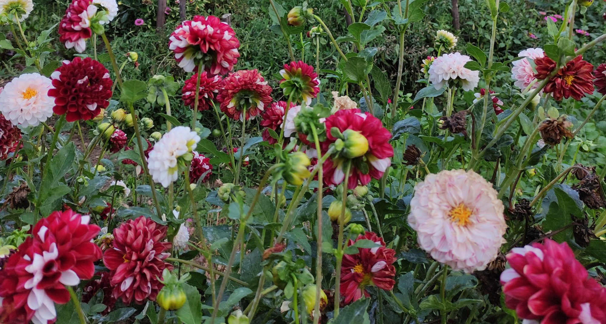 Produtos da Terra Market: Flowers and Planting