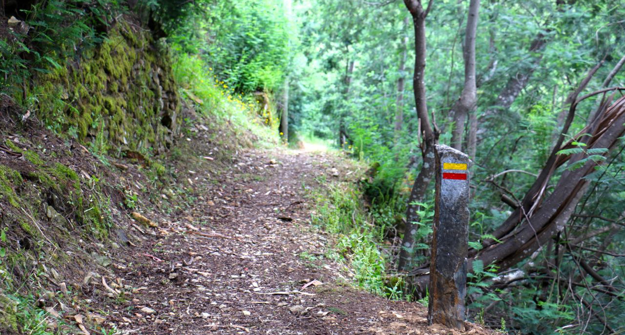 Walking Festival do Ameixial em Pampilhosa da Serra para ação de reflorestação