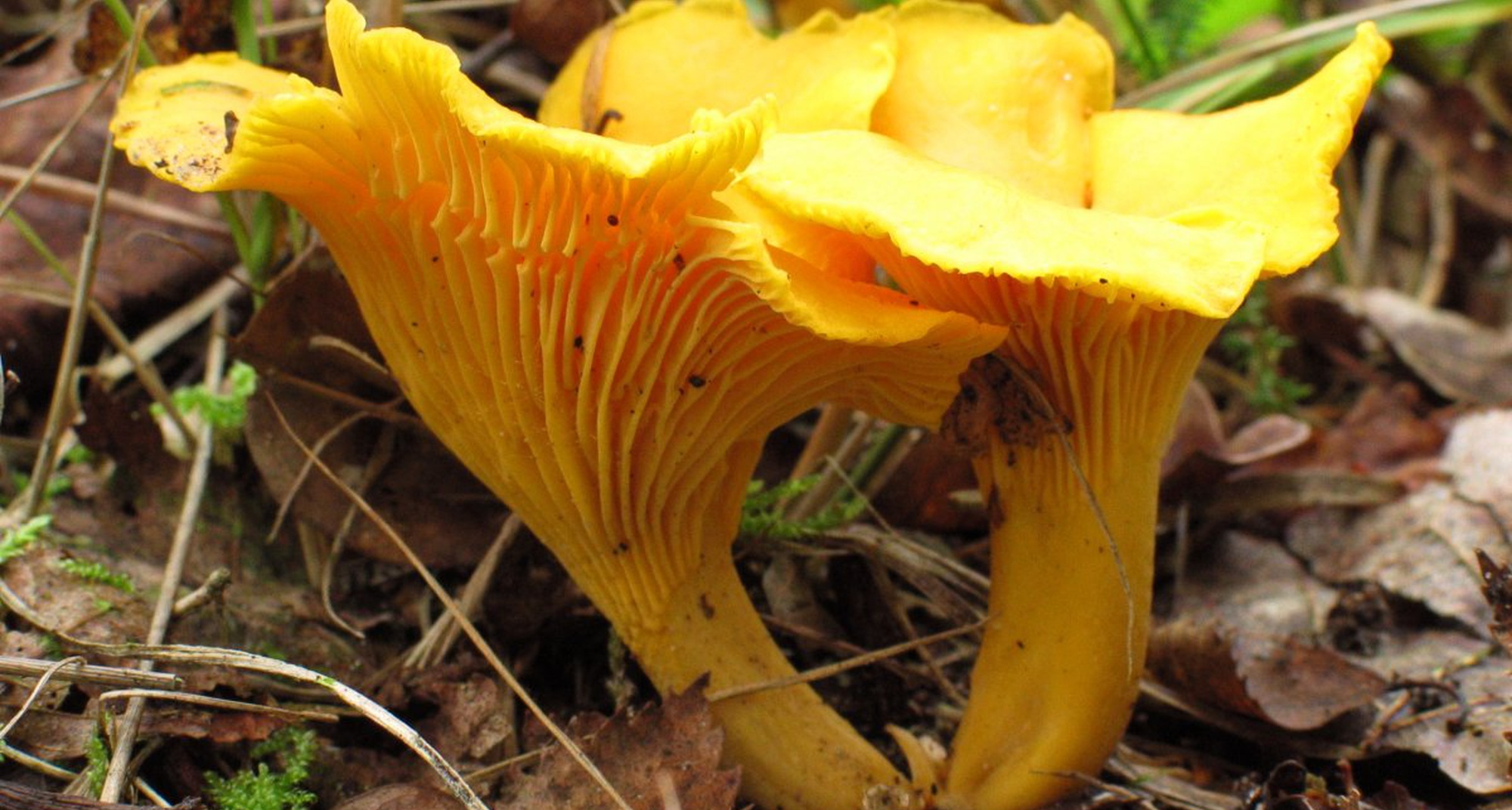 Passeio Micológico em Vila de Rei