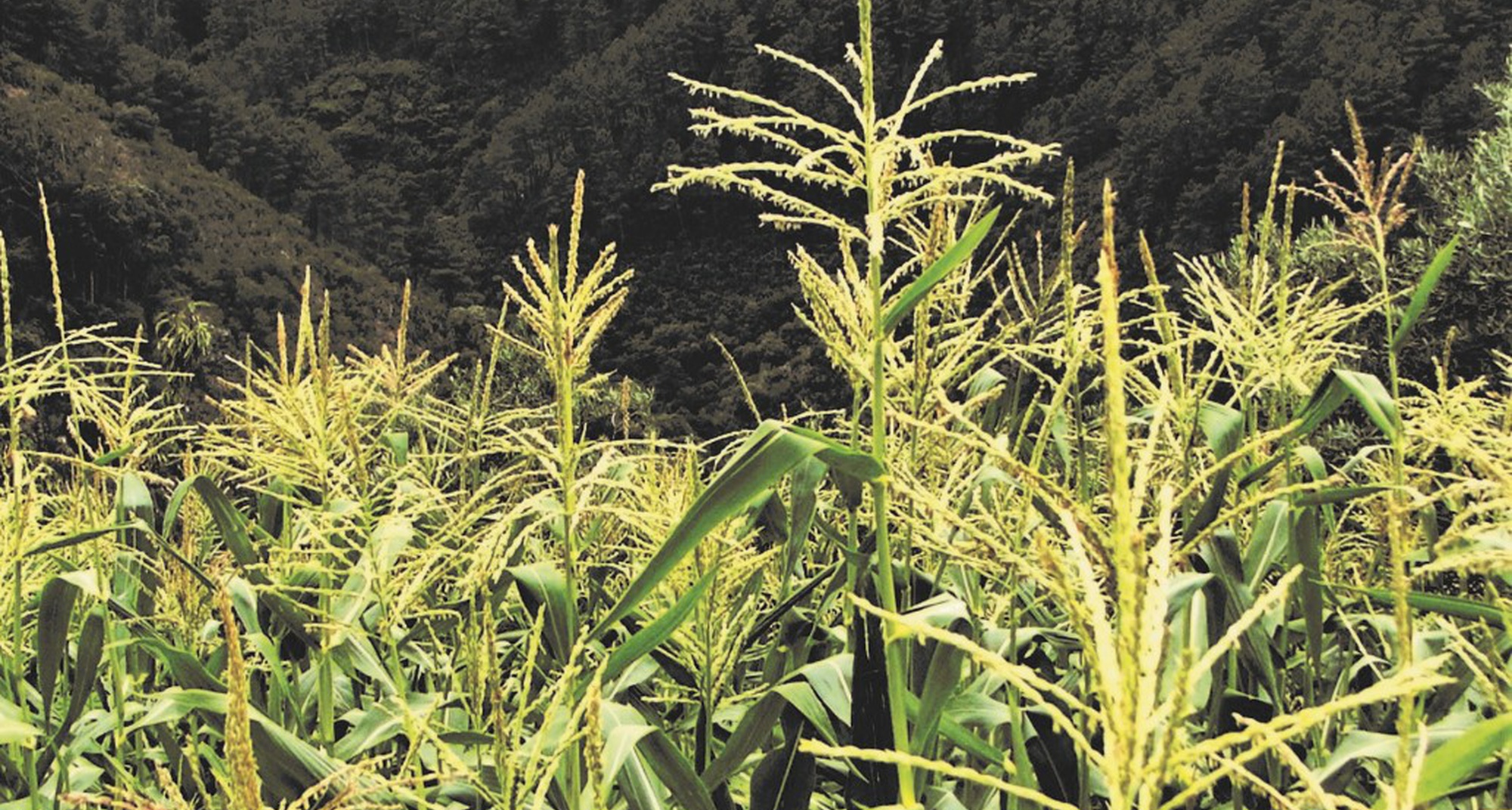 Semear o Milho em Aigra Nova