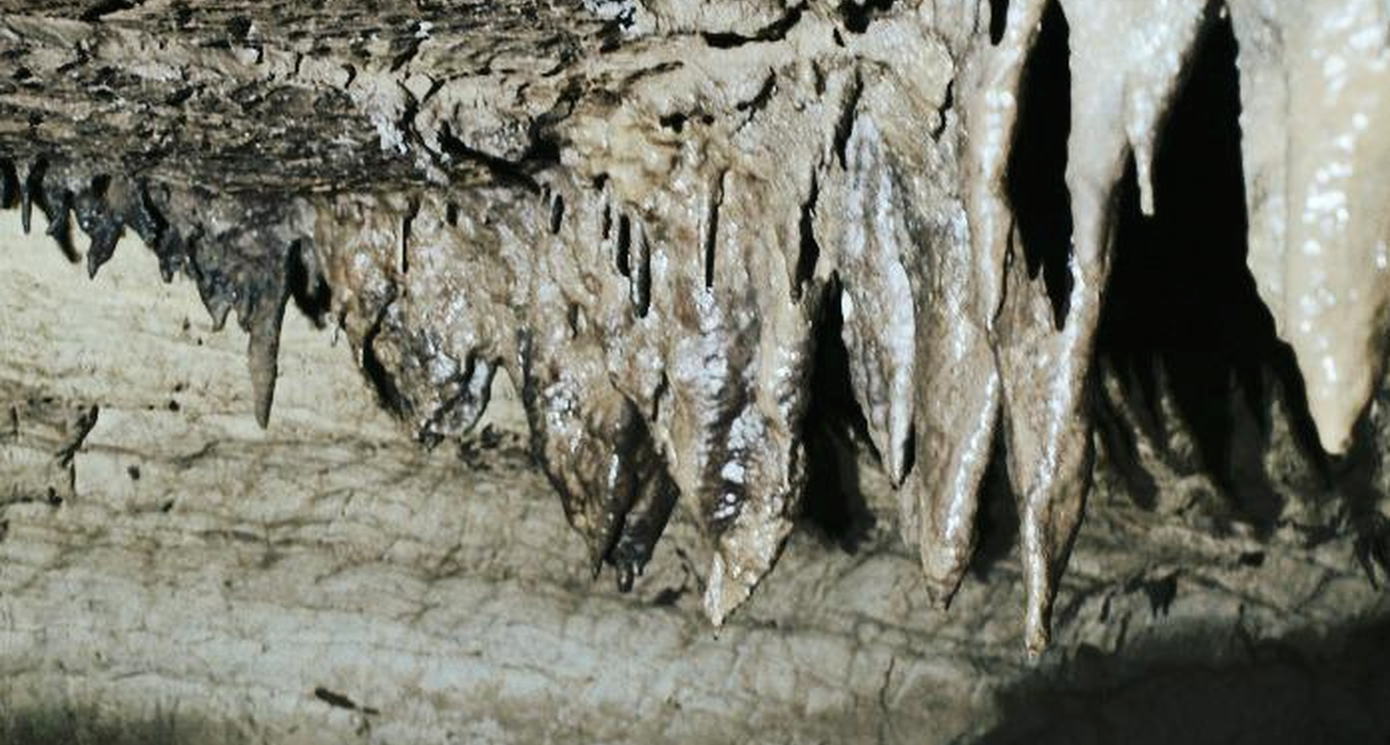 Inauguração Programas e serviços do CISED