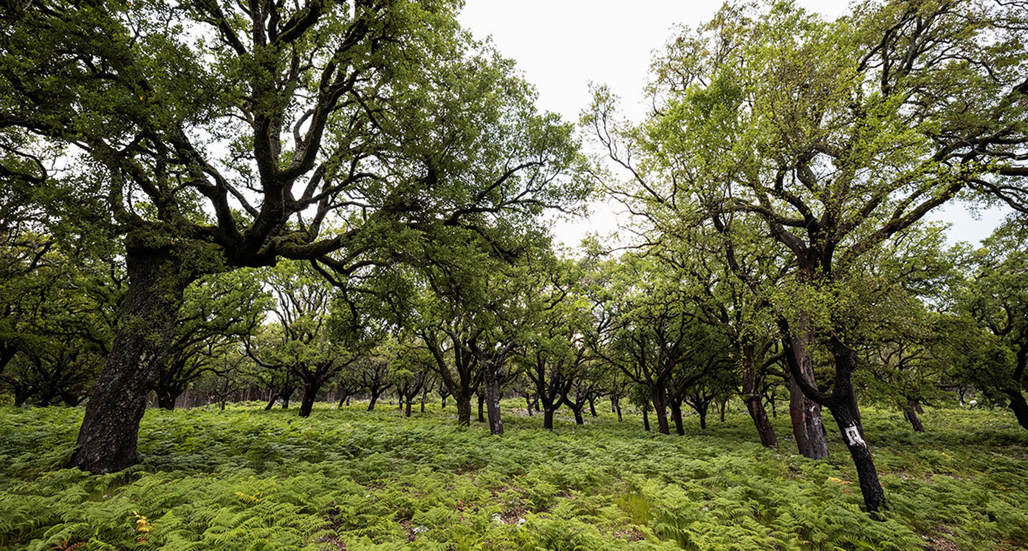 Ferraria de São João: Aldeia Viva