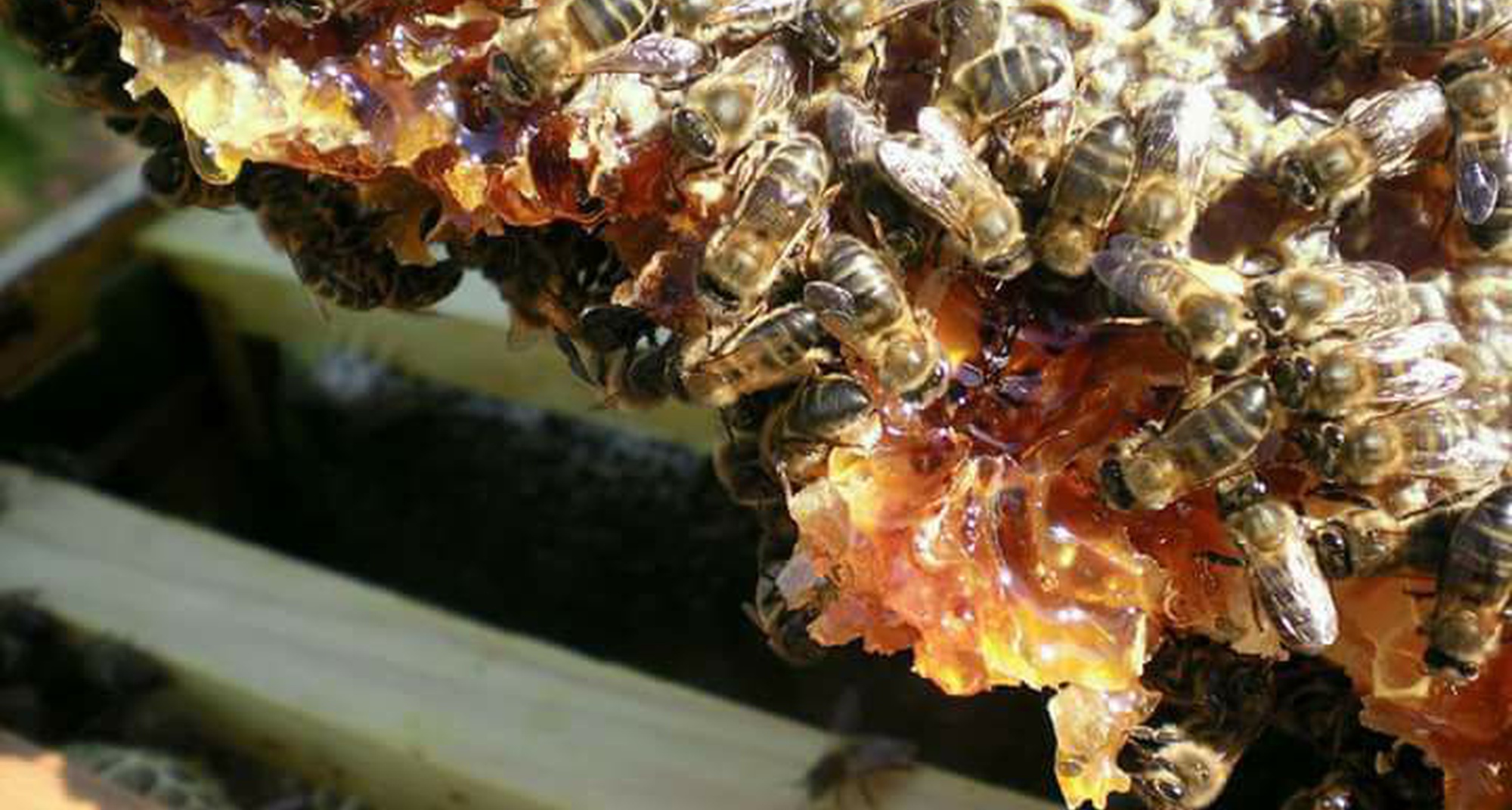 Pelos Caminhos do Mel