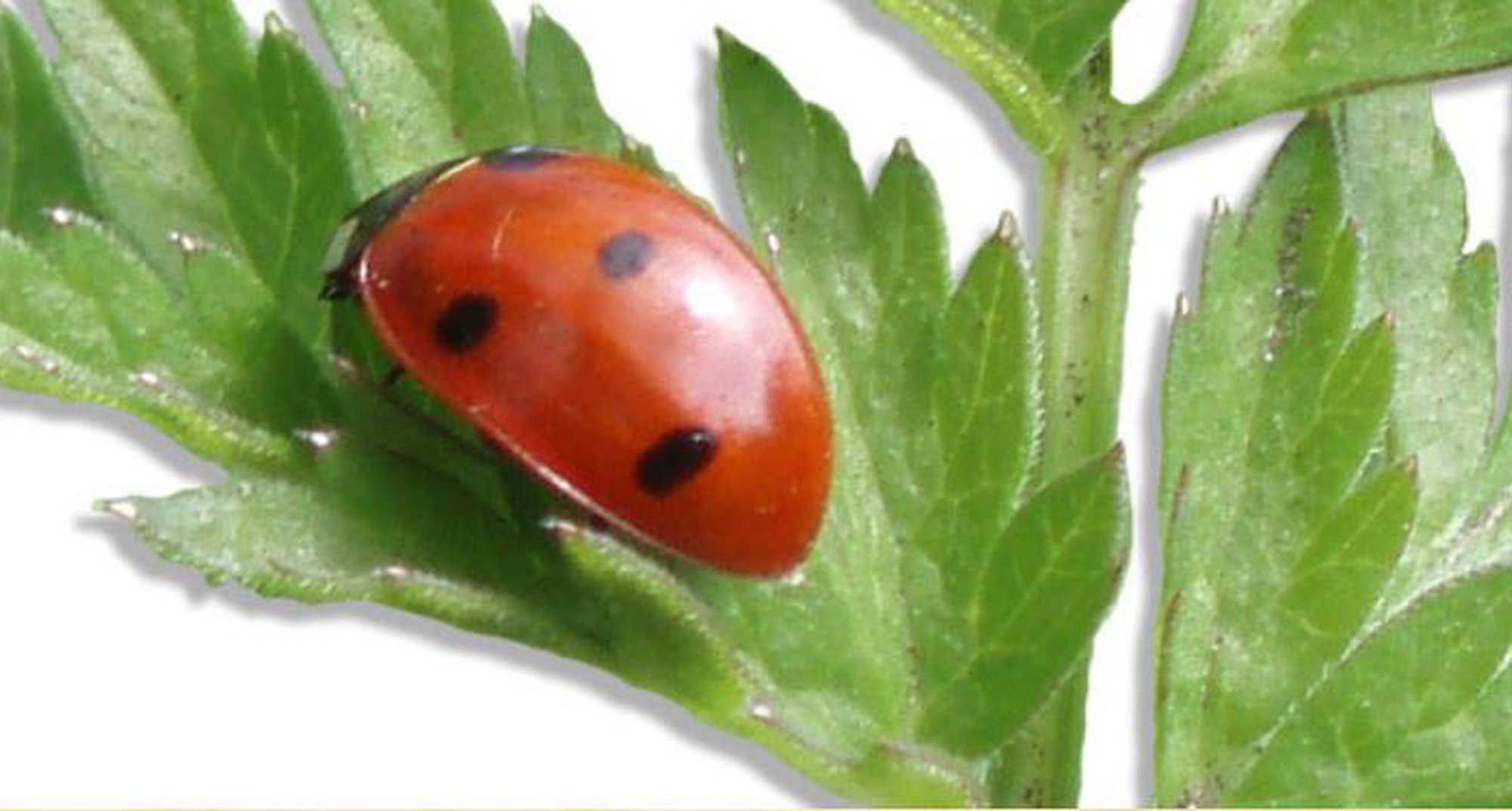 Introdução à Horta Biológica