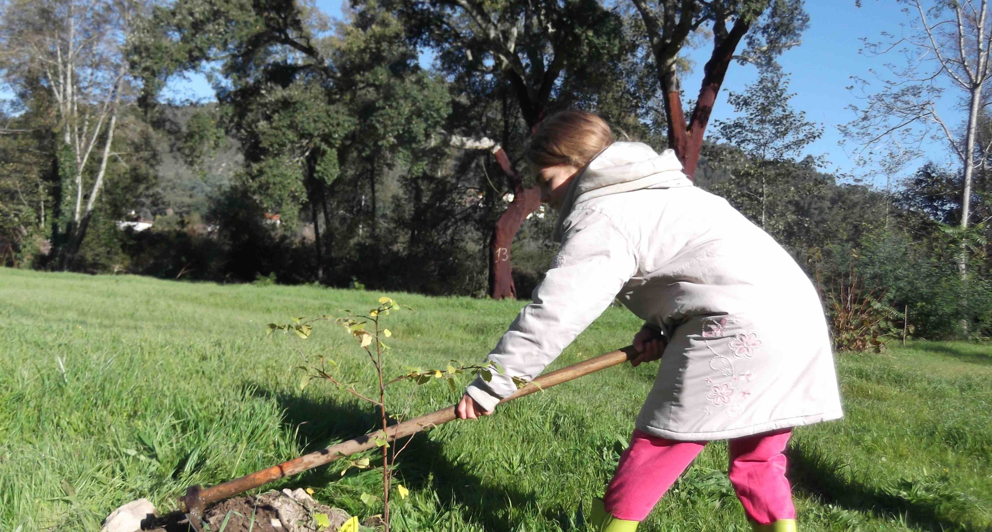 Apadrinhou, plantou!