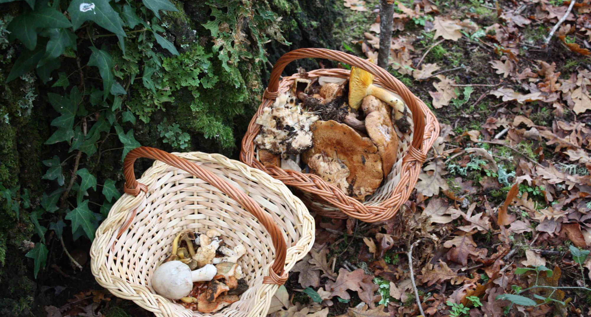 Xisfungos - Mercado de Inverno