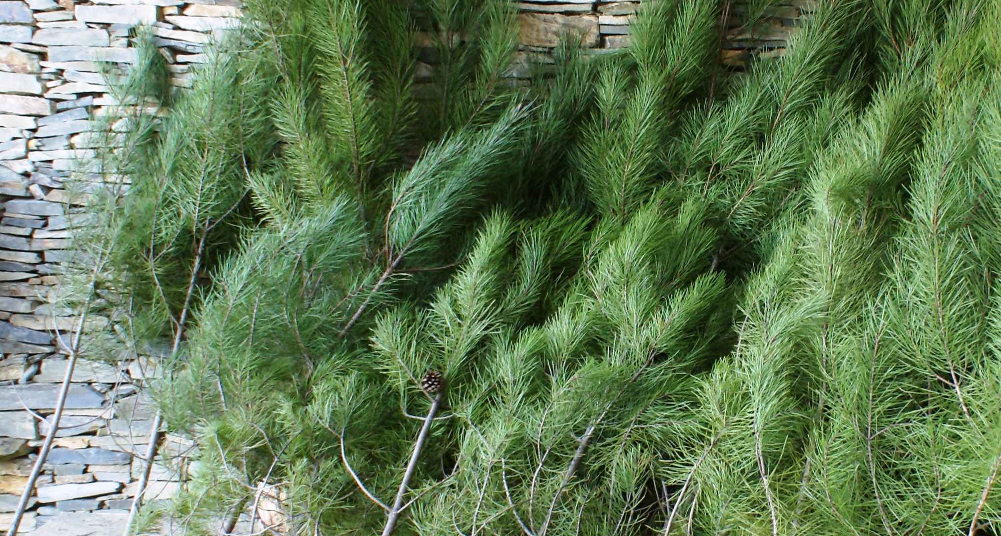 Distribuição Gratuita de Pinheiros de Natal