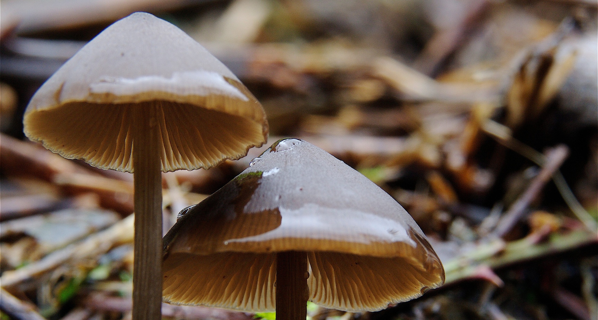 Caminhada Micológica Lousã