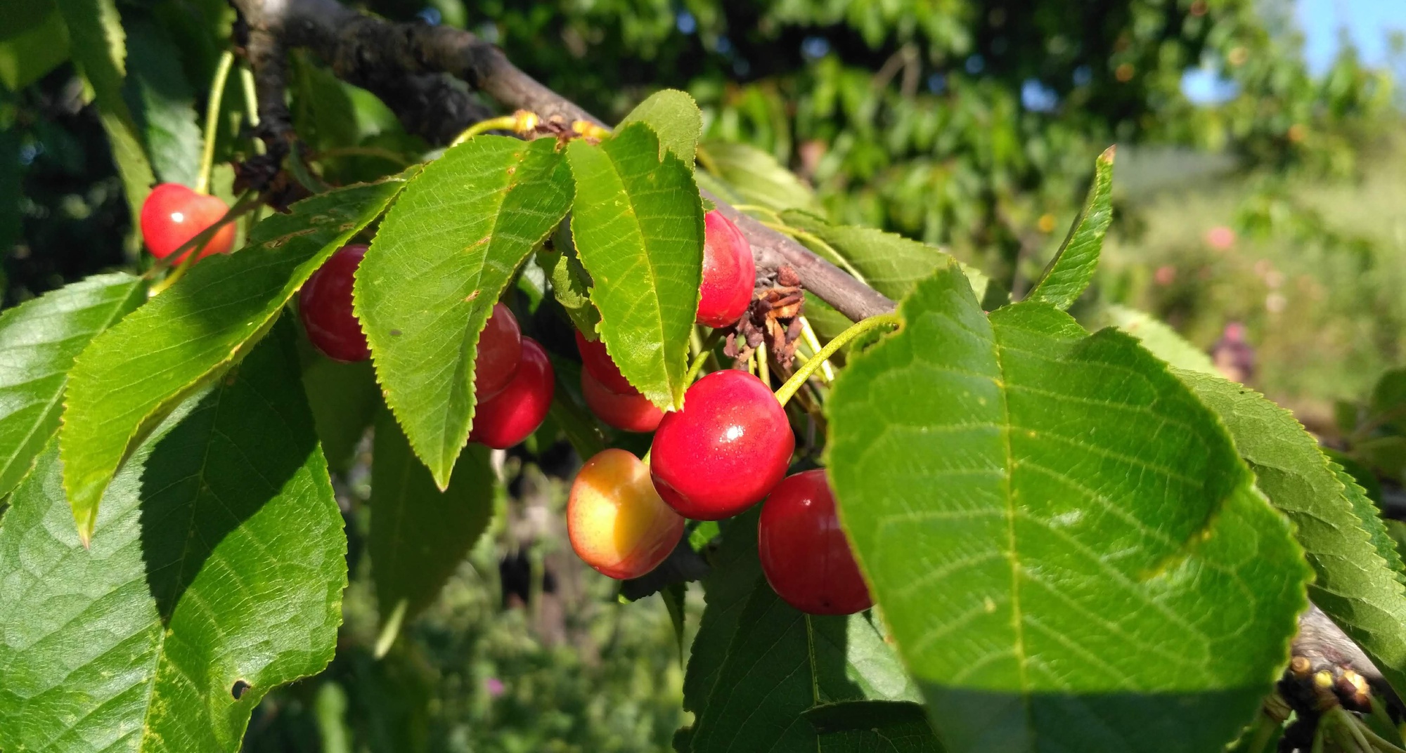 1st International Cherry Symposium
