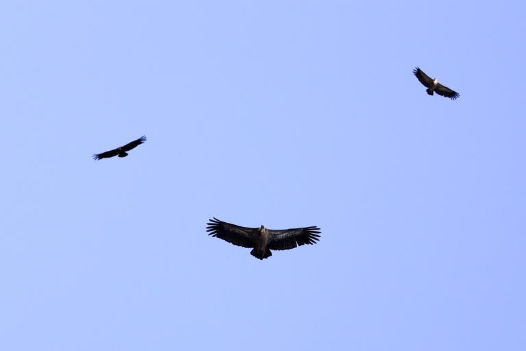Birdwatching nas Aldeias do Xisto