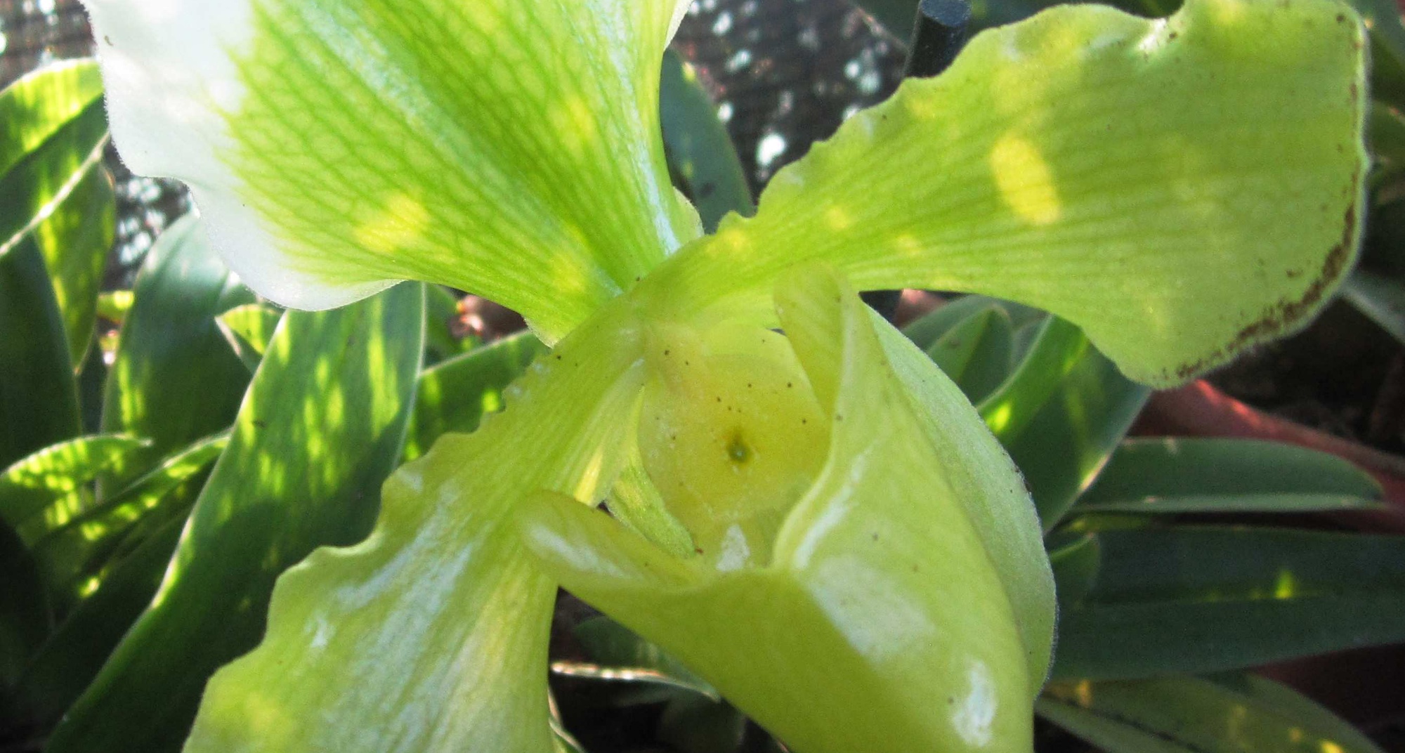 Oficina "Orquídeas Paphiopedilum"