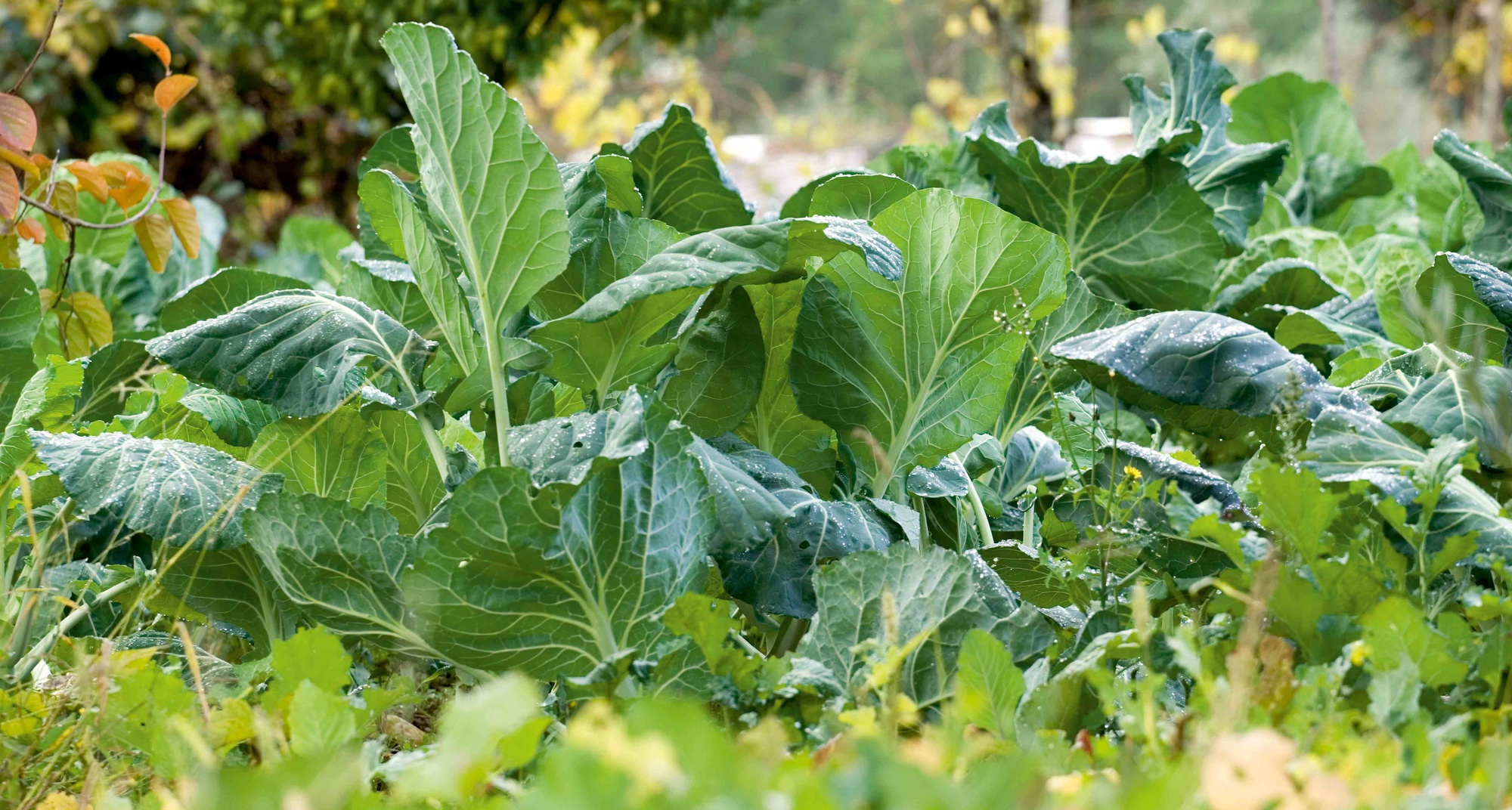 Convergência de Permacultura - Portugal em Transição