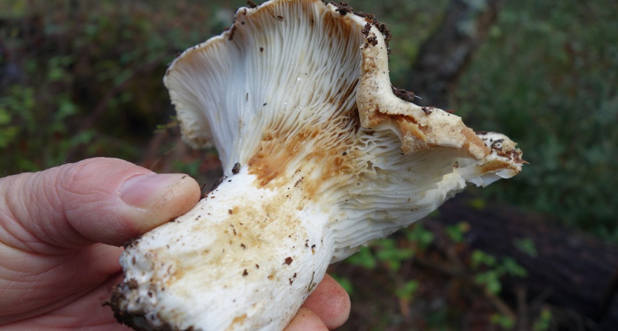 Spring Mycological Walk
