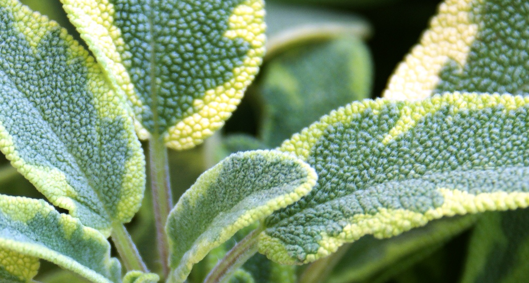 Oficina de Ervas Aromáticas