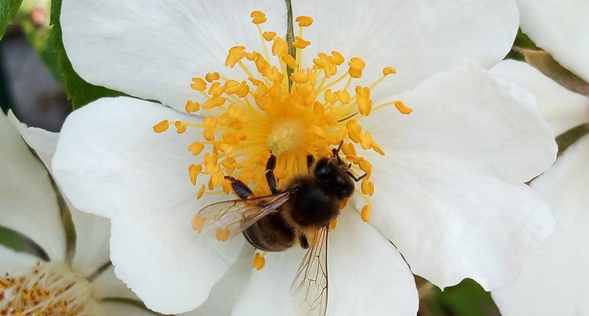 Pelos Caminhos do Mel