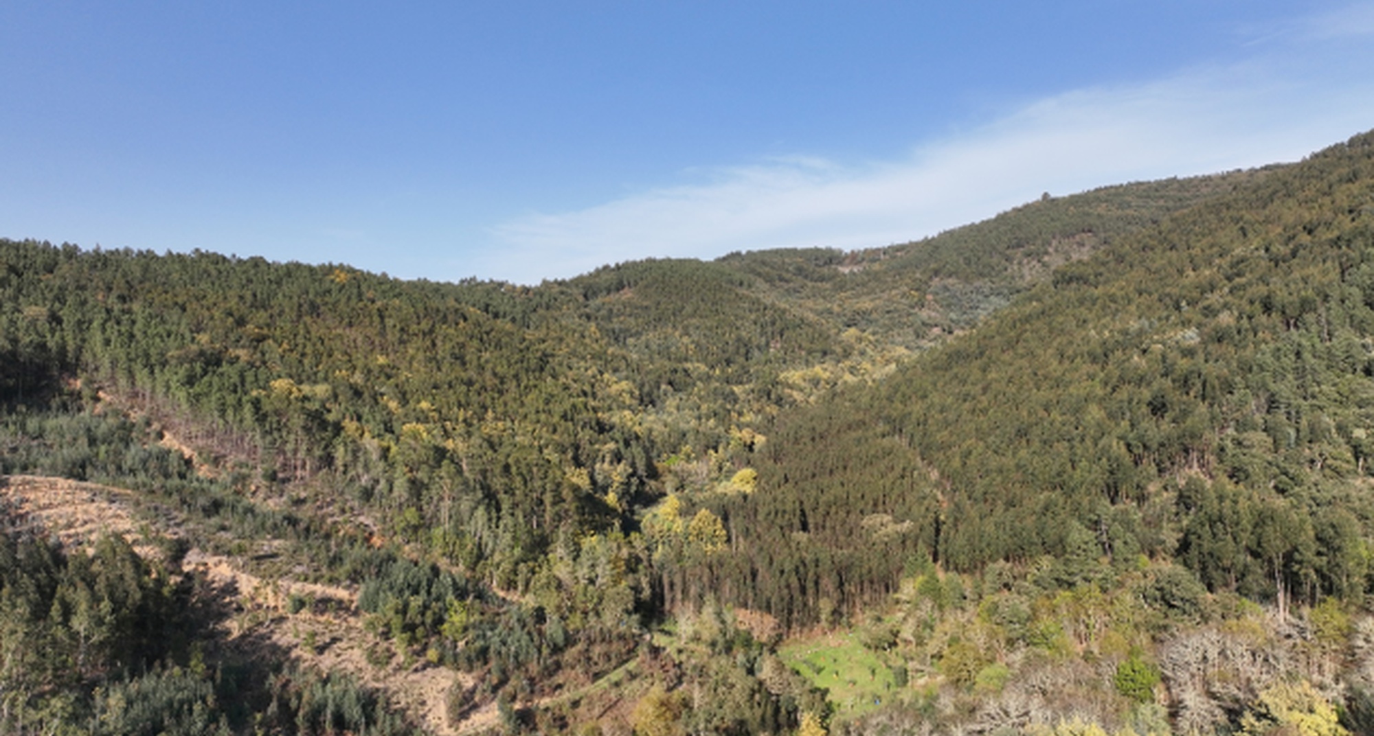 Descasque de acácias