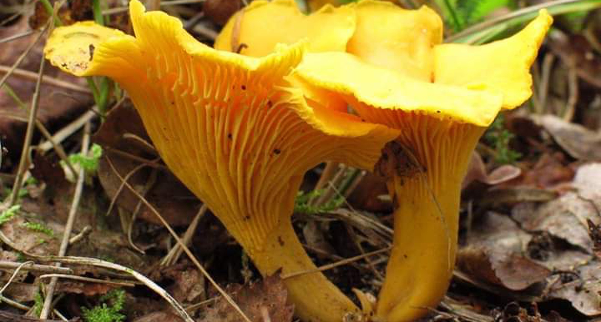 Passeio Micológico na Matagosa