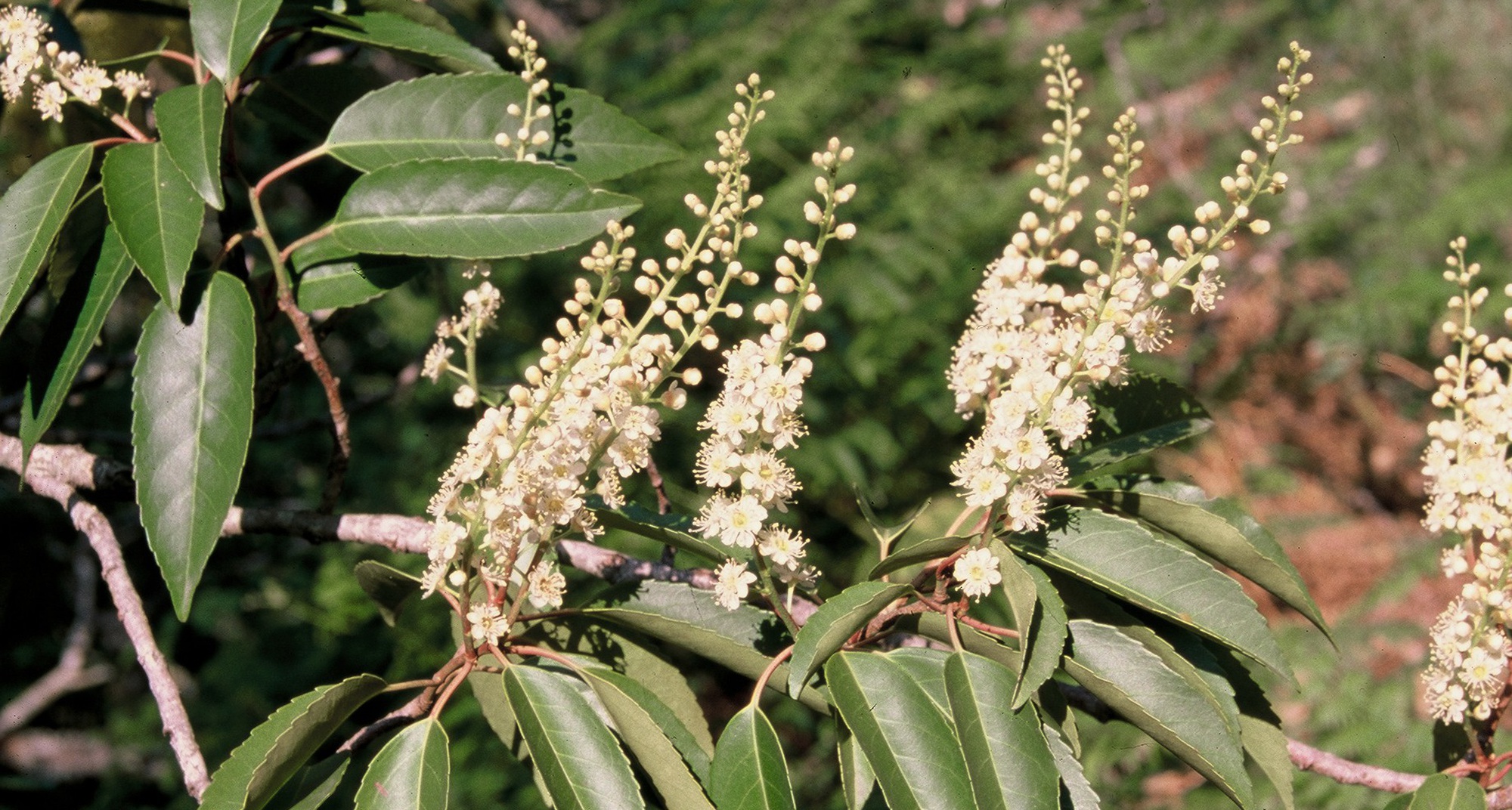 Caminhada Interpretativa na Ribeira do Mouro