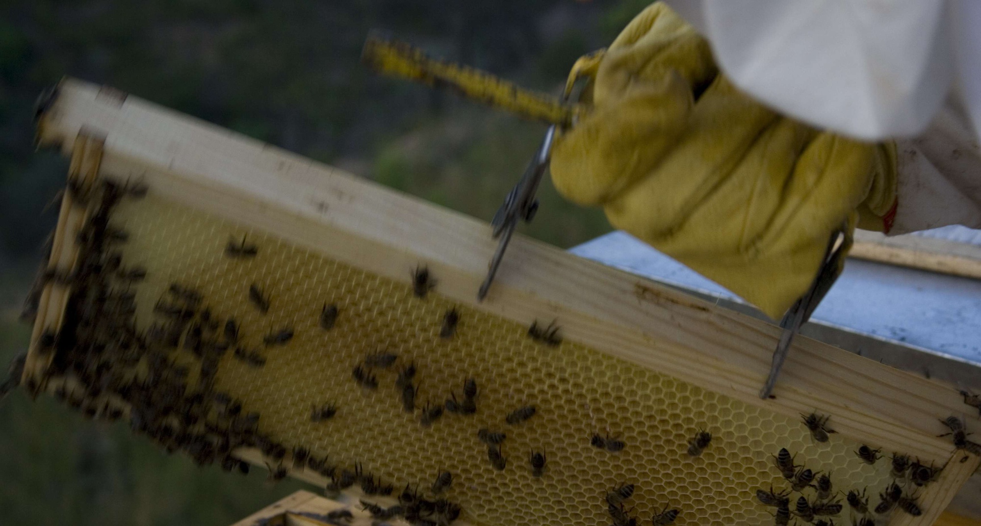 Curso de Iniciação em Apicultura