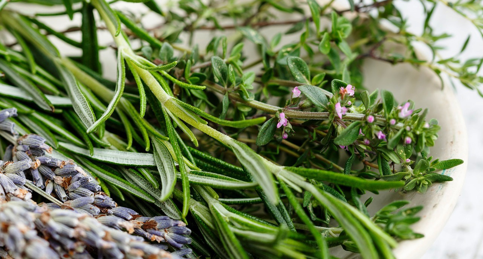 As Plantas Aromáticas e Medicinais da Floresta
