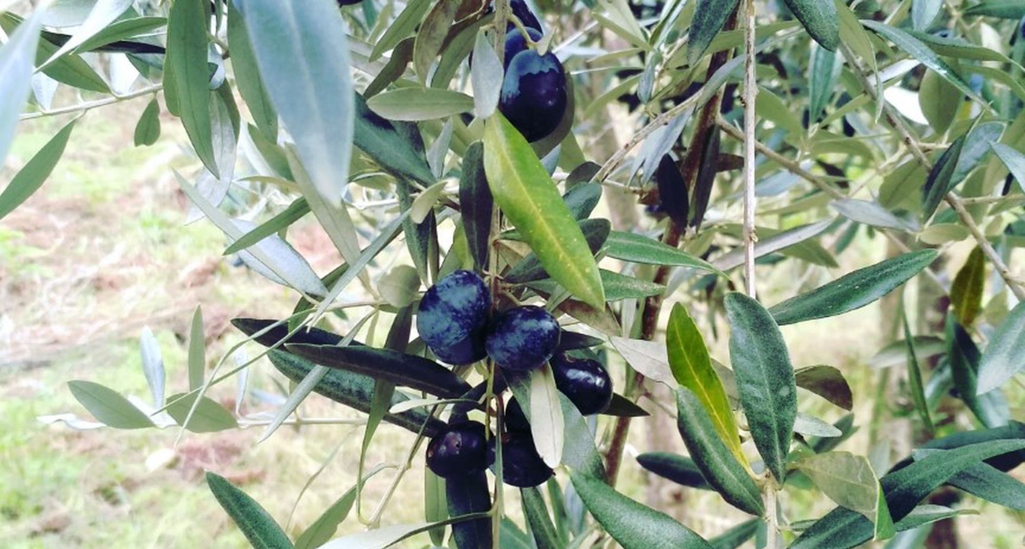 AZEITE.COME: Recriação da apanha e ateliê gastronómico