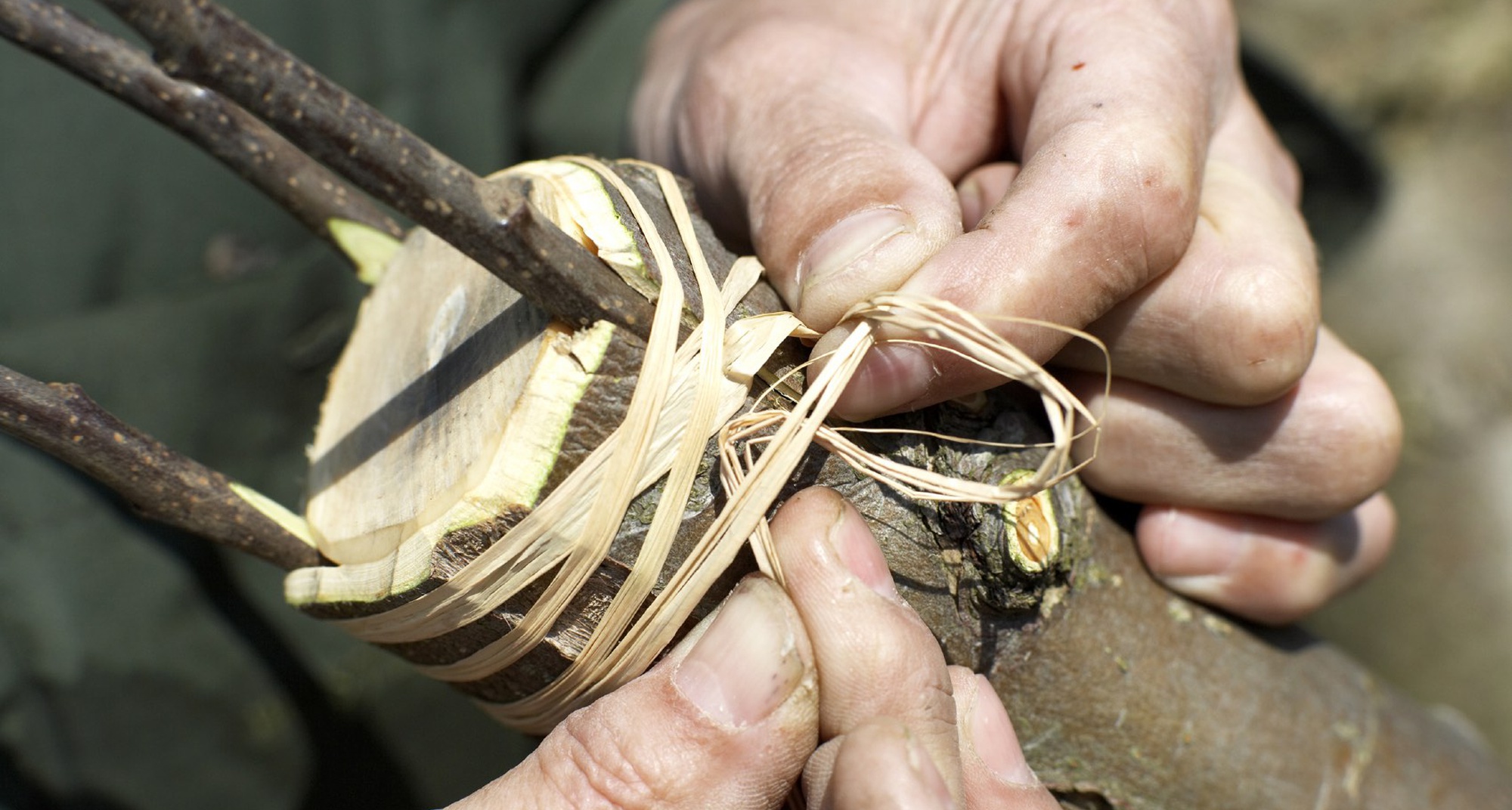 Oficina de Enxertia de Fruteiras