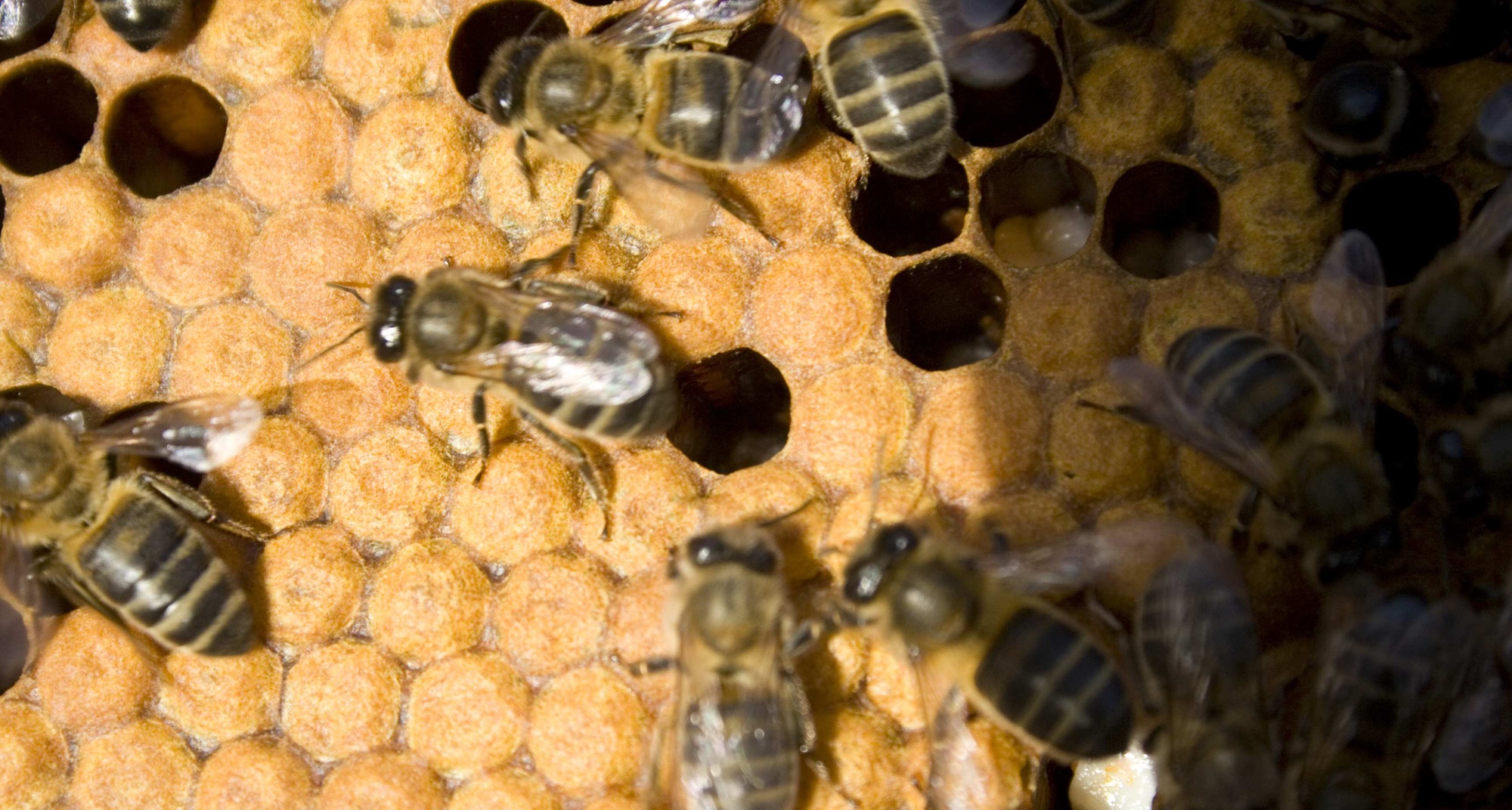 Curso de Iniciação à Apicultura